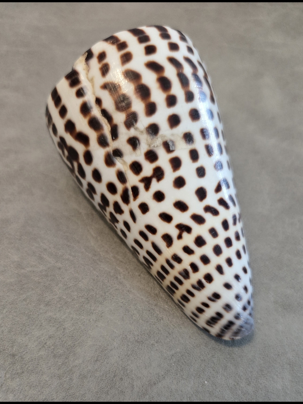 🐚 Leopard Cone Shell Conus leopardus CNE Collection Collector Display